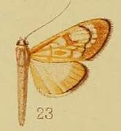 Image of Chalcidoptera thermographa
