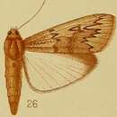 Image of Hypsipyla albipartalis Hampson 1910