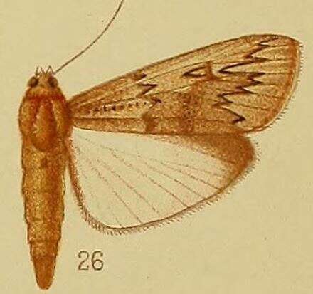Image of Hypsipyla albipartalis Hampson 1910