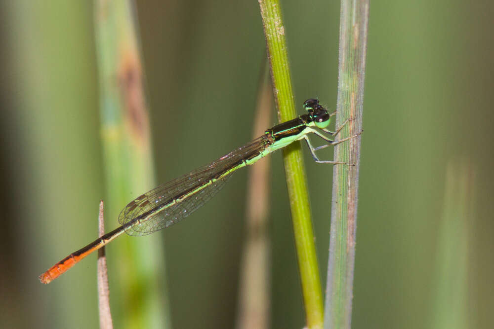 Image of Highland Whisp