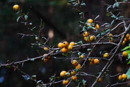 Image of manzanita tejocotera