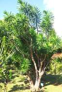 Image of Dracaena reflexa Lam.