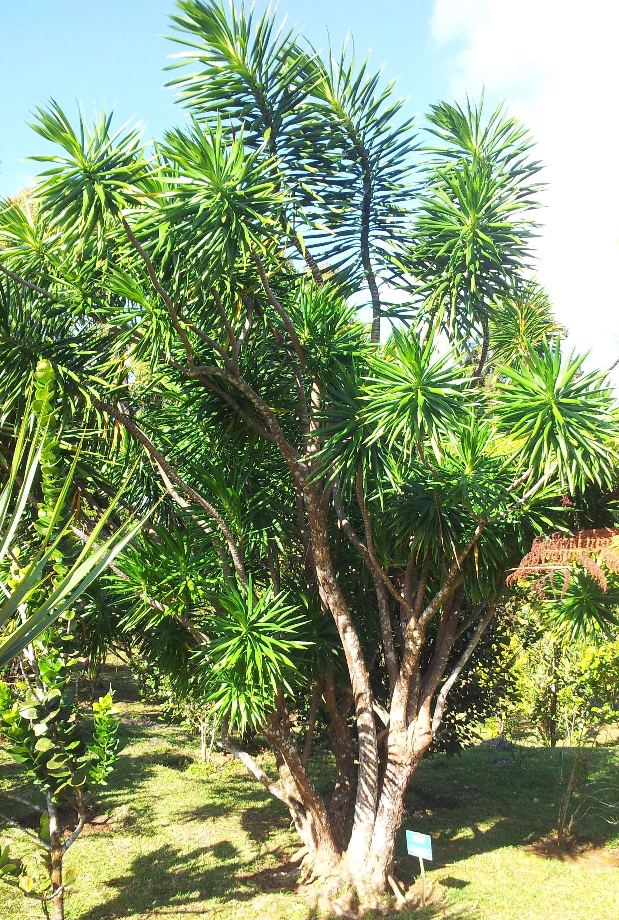 Image of Dracaena reflexa Lam.