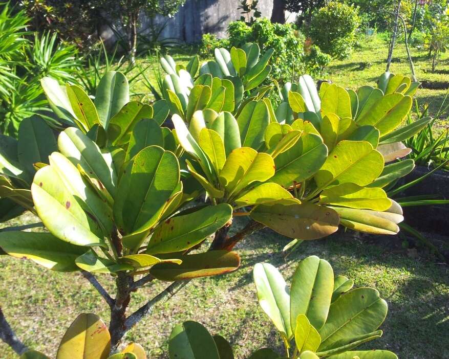 Image of Labourdonnaisia calophylloides Bojer