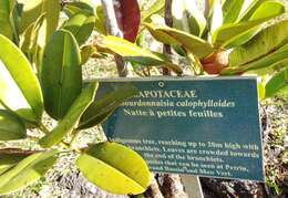 Image of Labourdonnaisia calophylloides Bojer