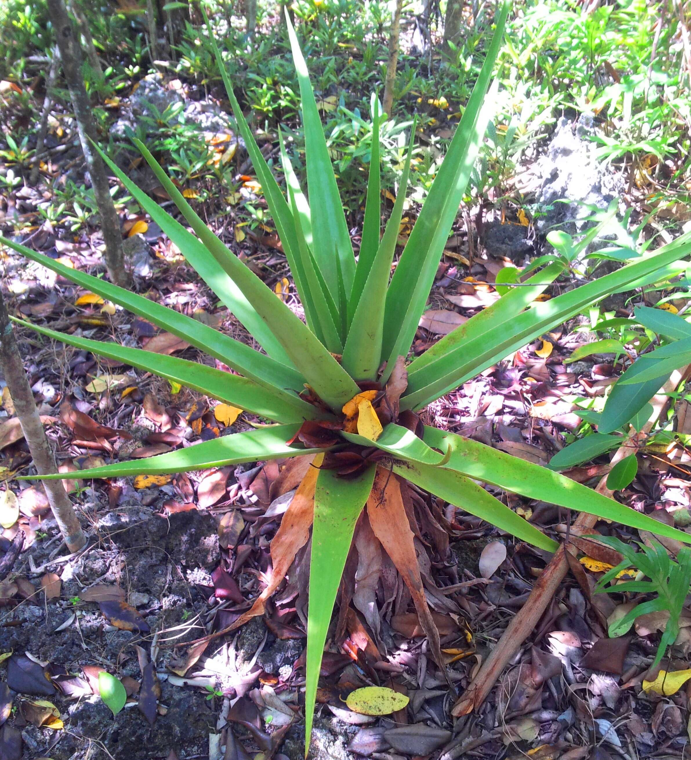 Aloe tormentorii (Marais) L. E. Newton & G. D. Rowley resmi