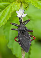 Image of Apiomerus geniculatus Erichson 1848