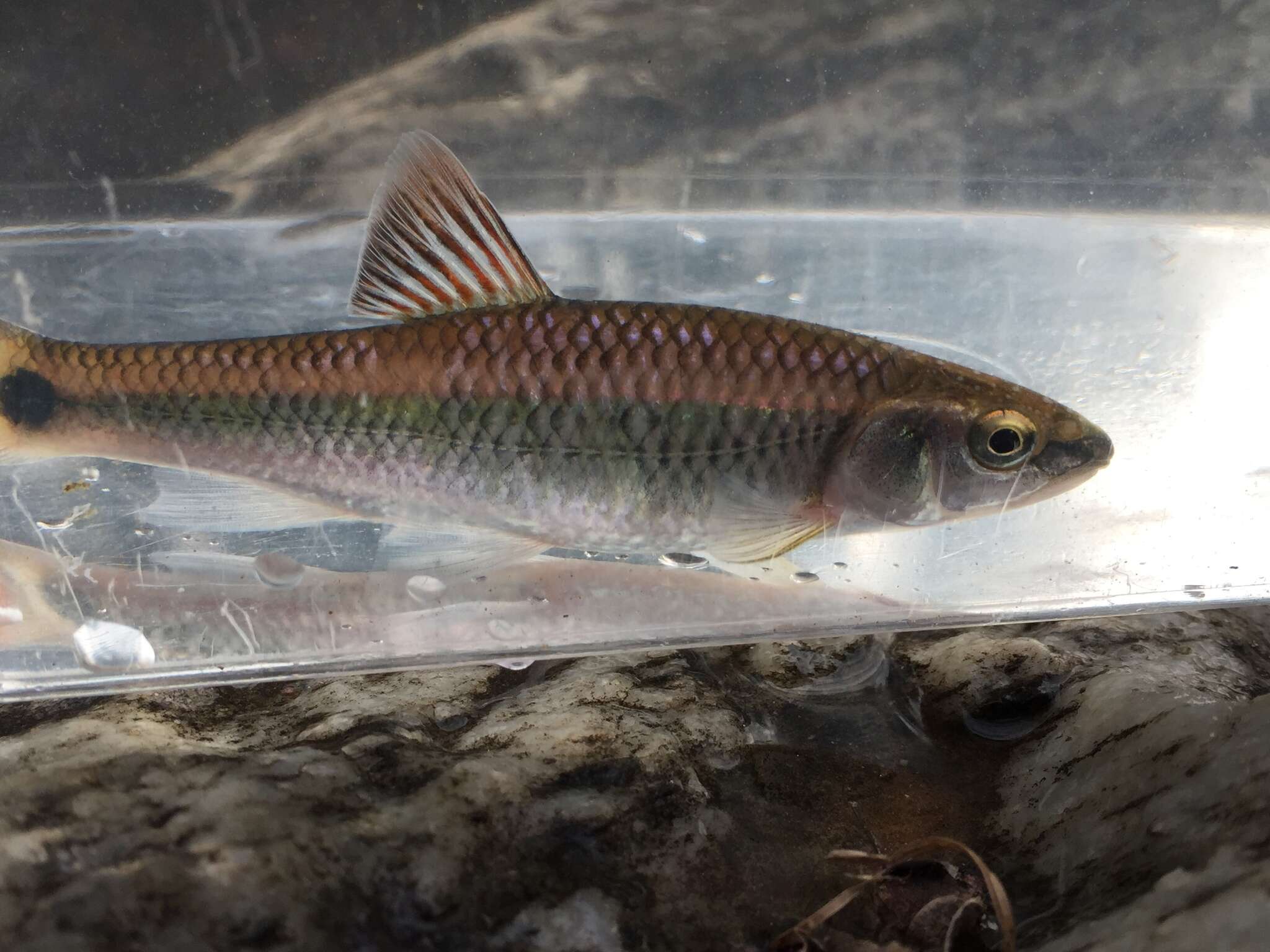 Image of Alabama shiner