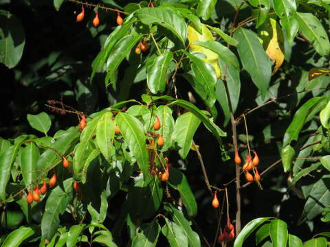 Image de Mischocarpus exangulatus (F. Müll.) Radlk.