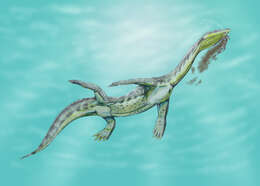 Image of Ceresiosaurus