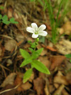 Plancia ëd Cerastium pauciflorum Stev. ex Ser.