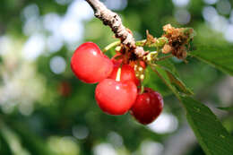 Image of sour cherry