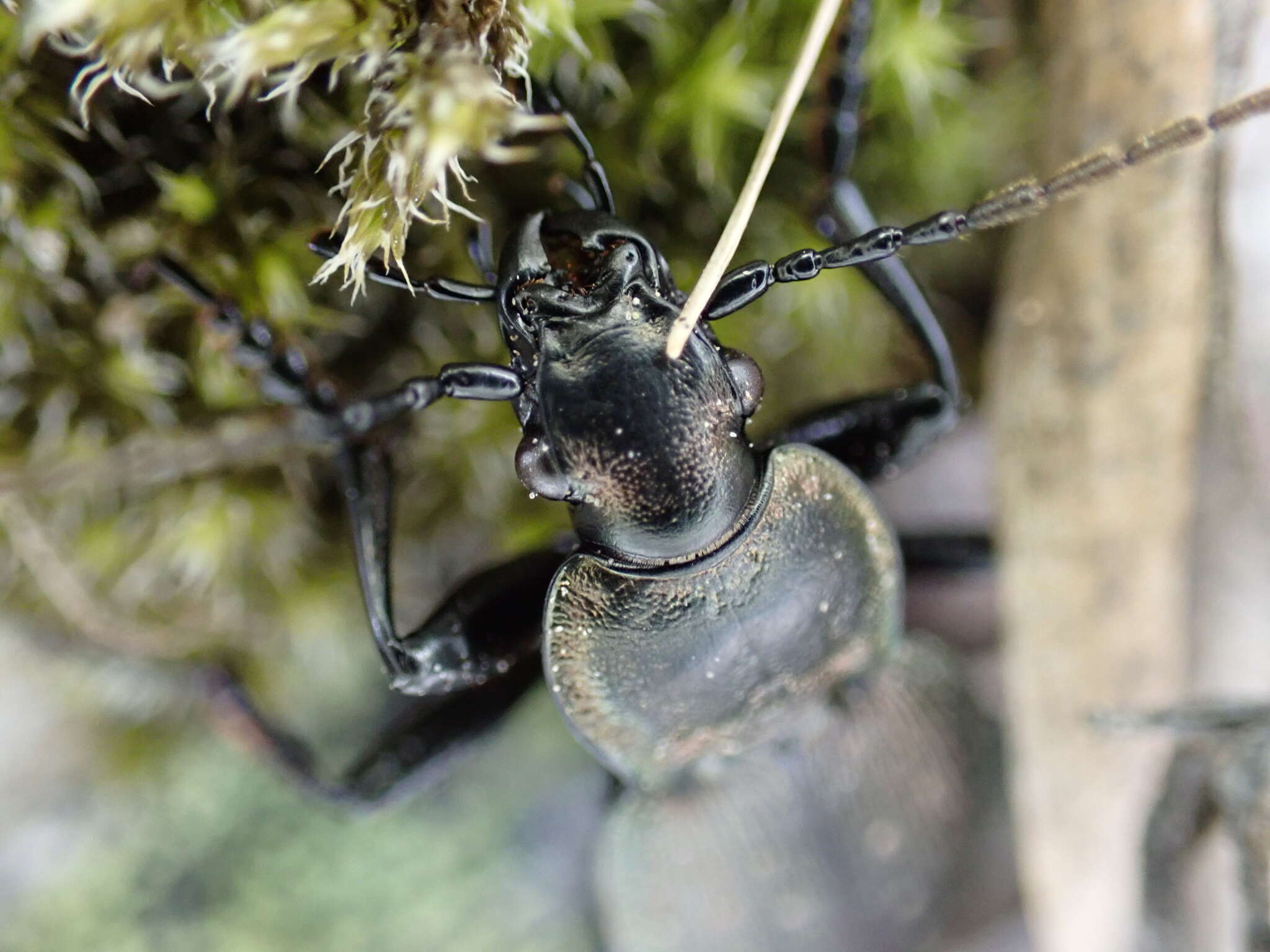 Image of Carabus (Orinocarabus) fairmairei heteromorphus (K. Daniel 1896)