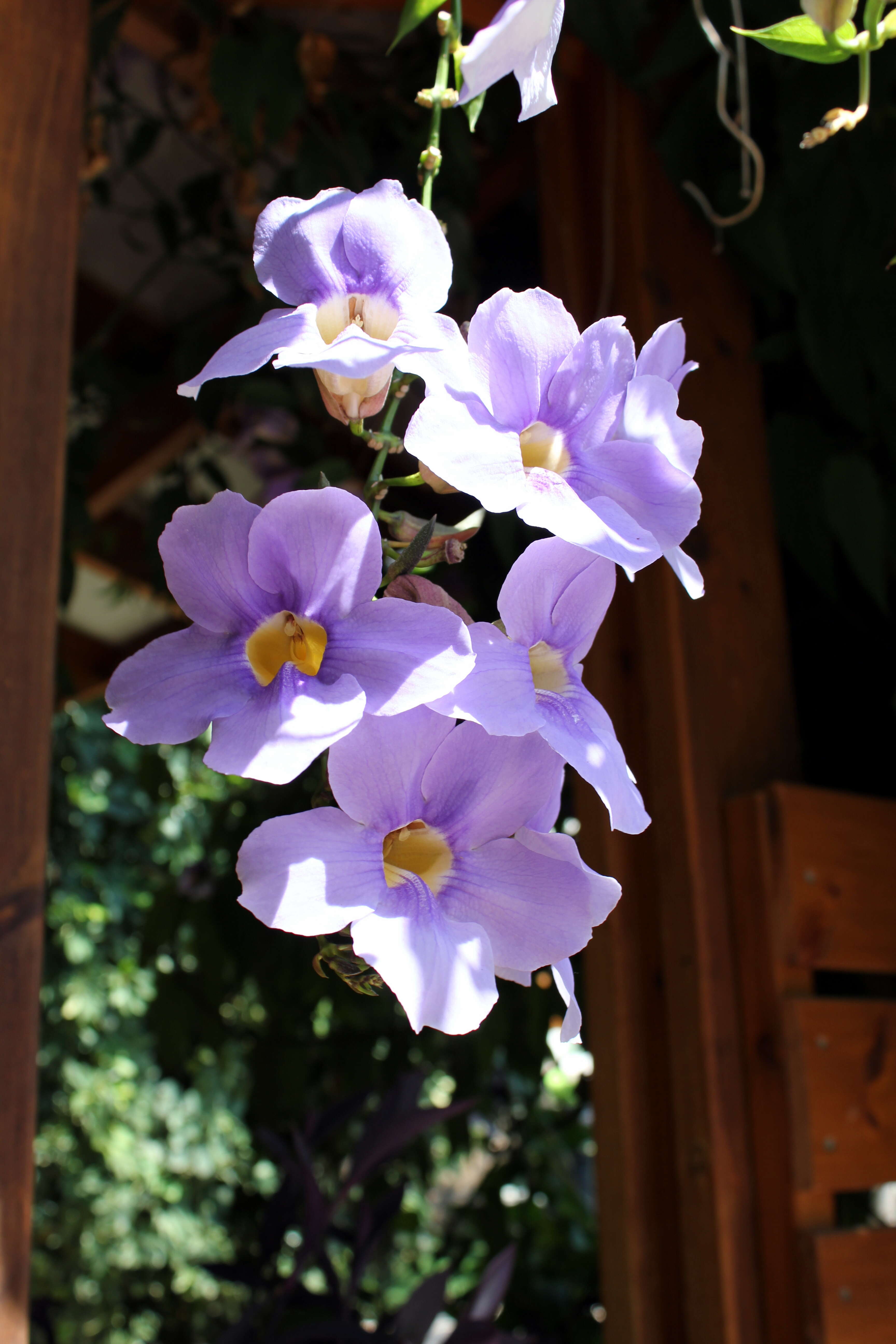 Image of Bengal clock vine