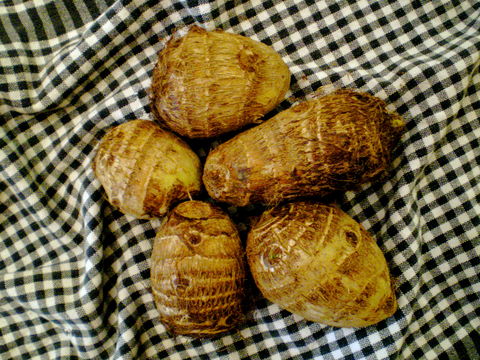 Image of Wild Taro