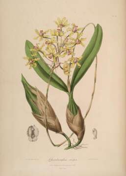 Image of Laelia marginata (Lindl.) L. O. Williams