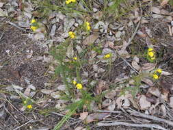 Слика од Gompholobium capitatum A. Cunn.