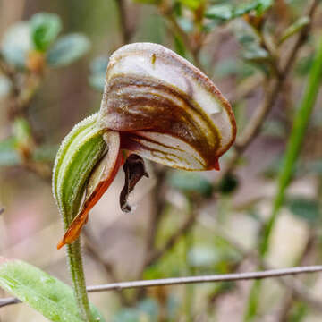 Image of Red-banded greenhood