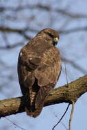 Image of Common Buzzard