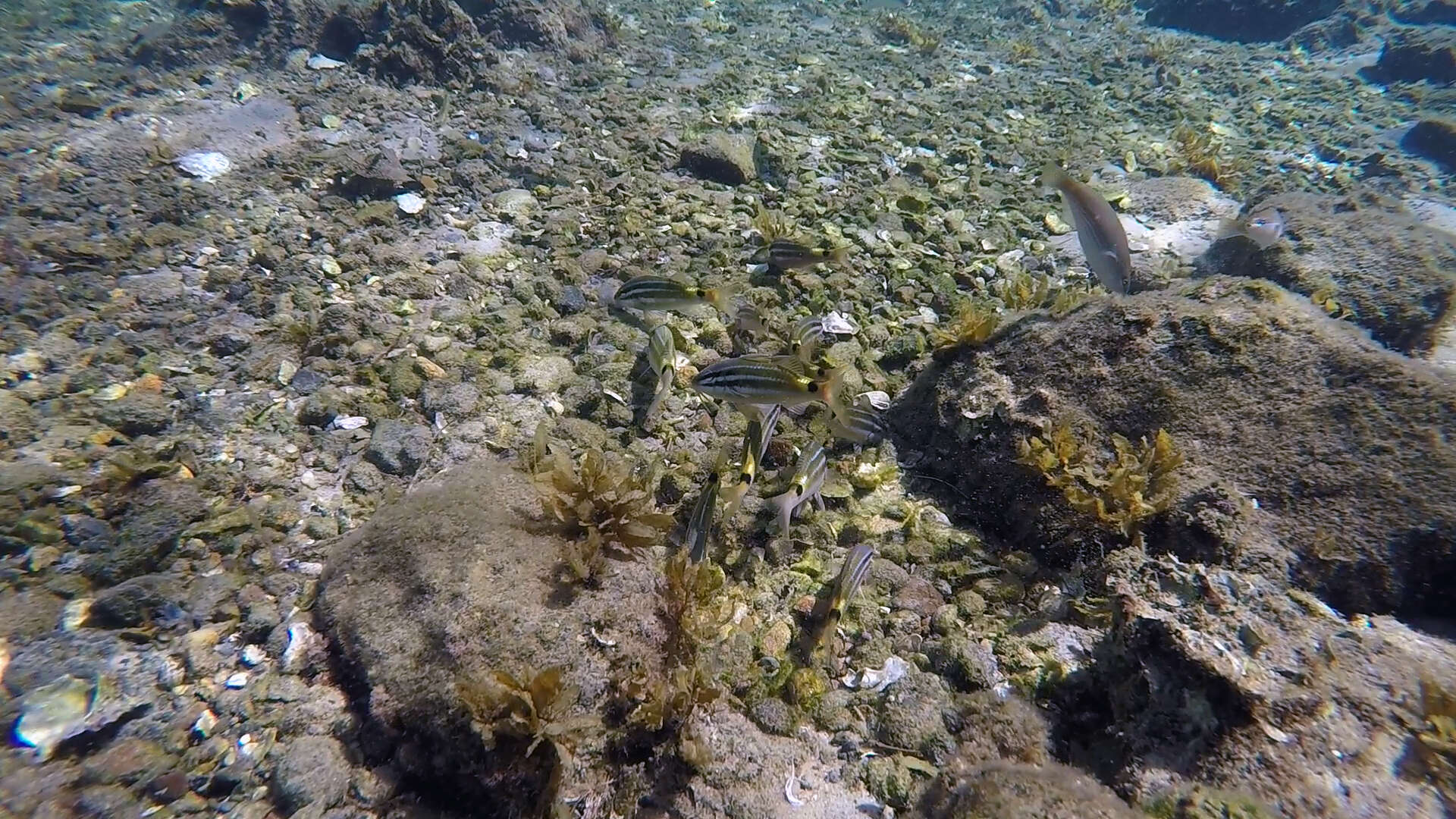 Image of Blackspot goatfish