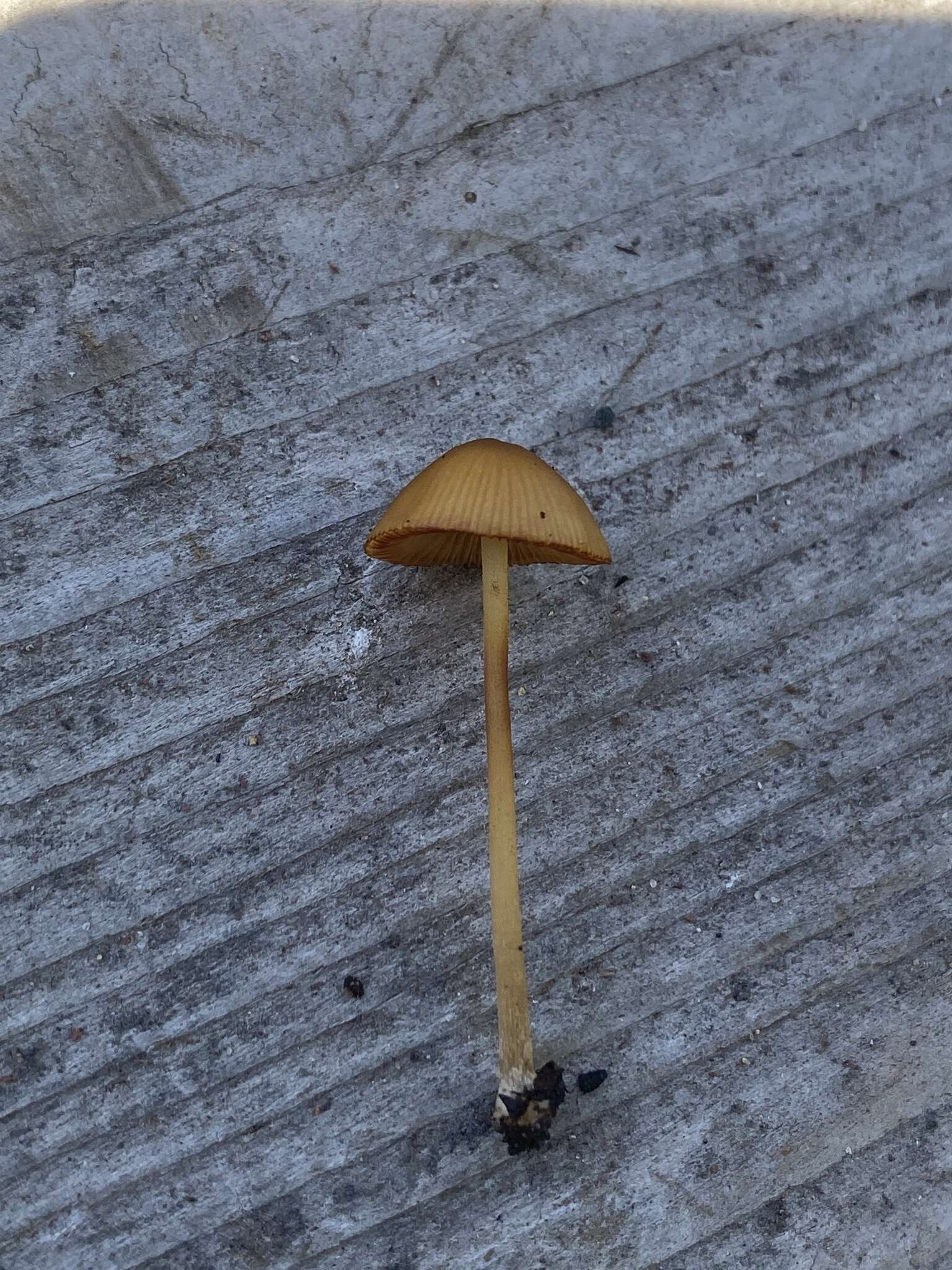 Conocybe aurea (Jul. Schäff.) Hongo 1963 resmi