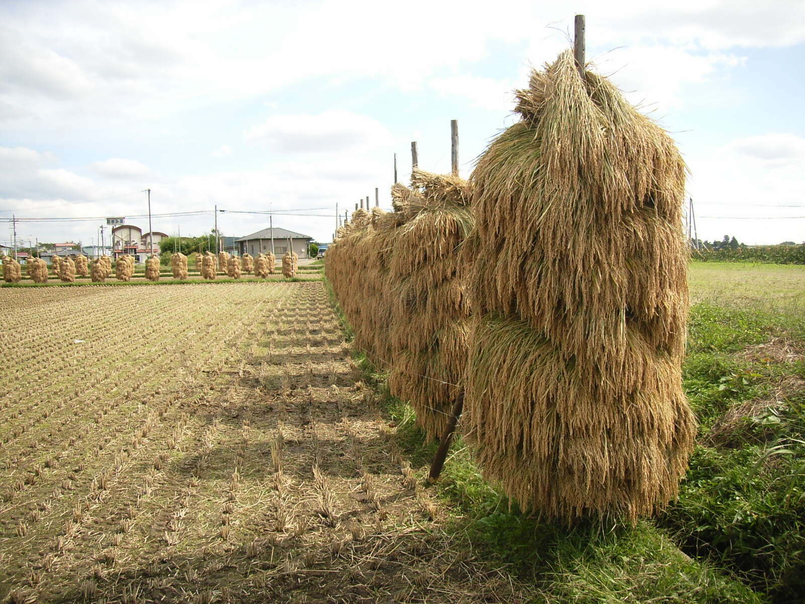 Image of rice