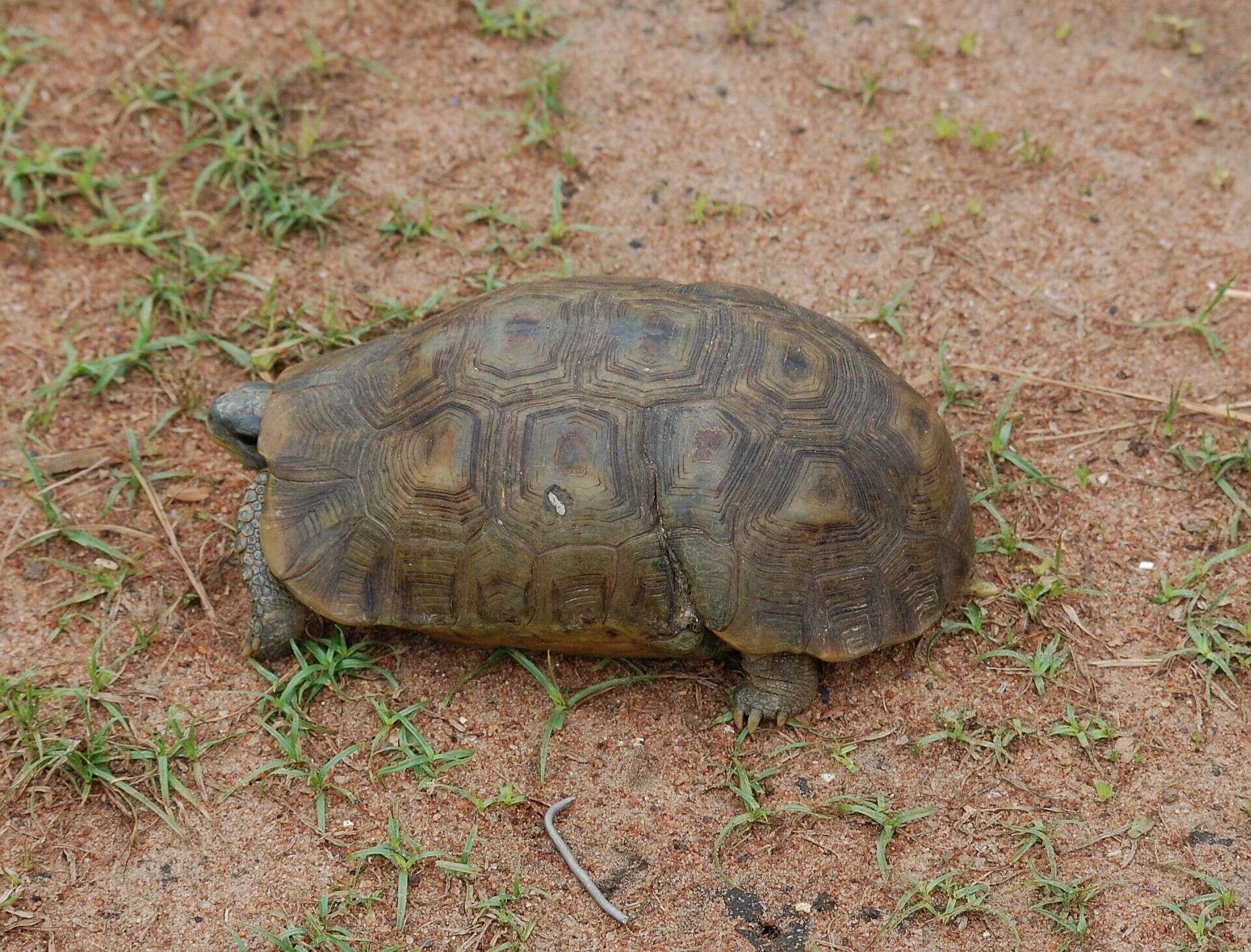 Image of Bell’s hinged tortoise