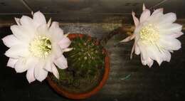 Image of Echinopsis oxygona