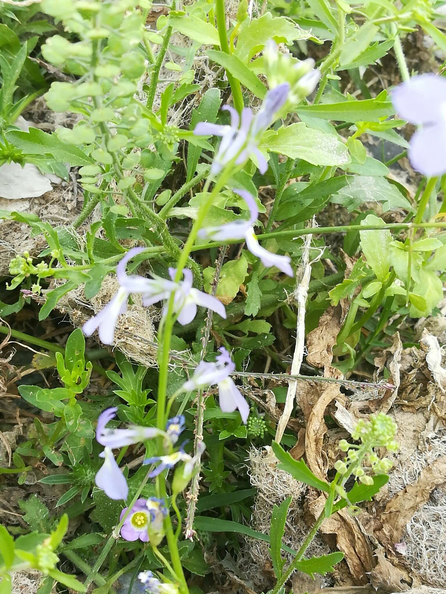 Imagem de Lobelia berlandieri A. DC.