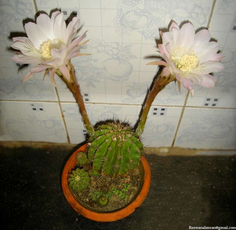 Image of Echinopsis oxygona