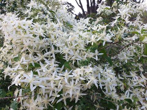 Image of Clematis pubescens Hueg. ex Endl.