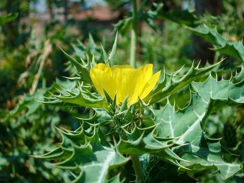 Image of Mexican pricklypoppy