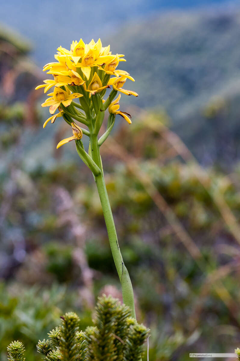 Image of Megastylis paradoxa (Kraenzl.) N. Hallé