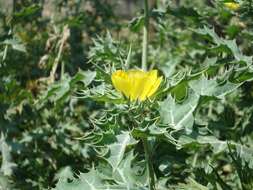 Image of Mexican pricklypoppy