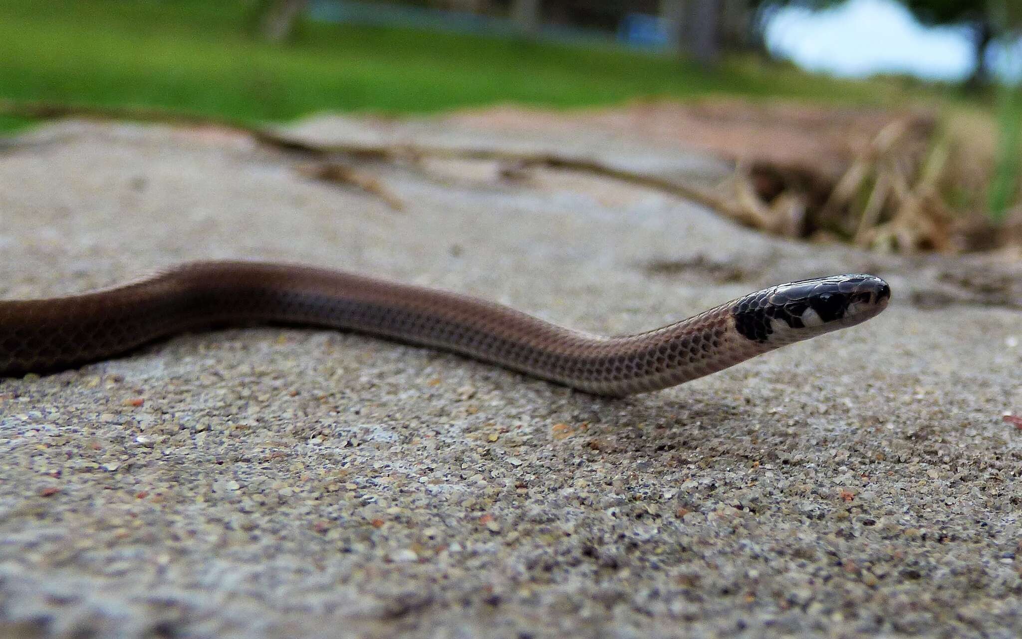 Image of Black-headed Snake (equatoriana