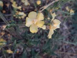 Image of Verbascum pinnatifidum Vahl