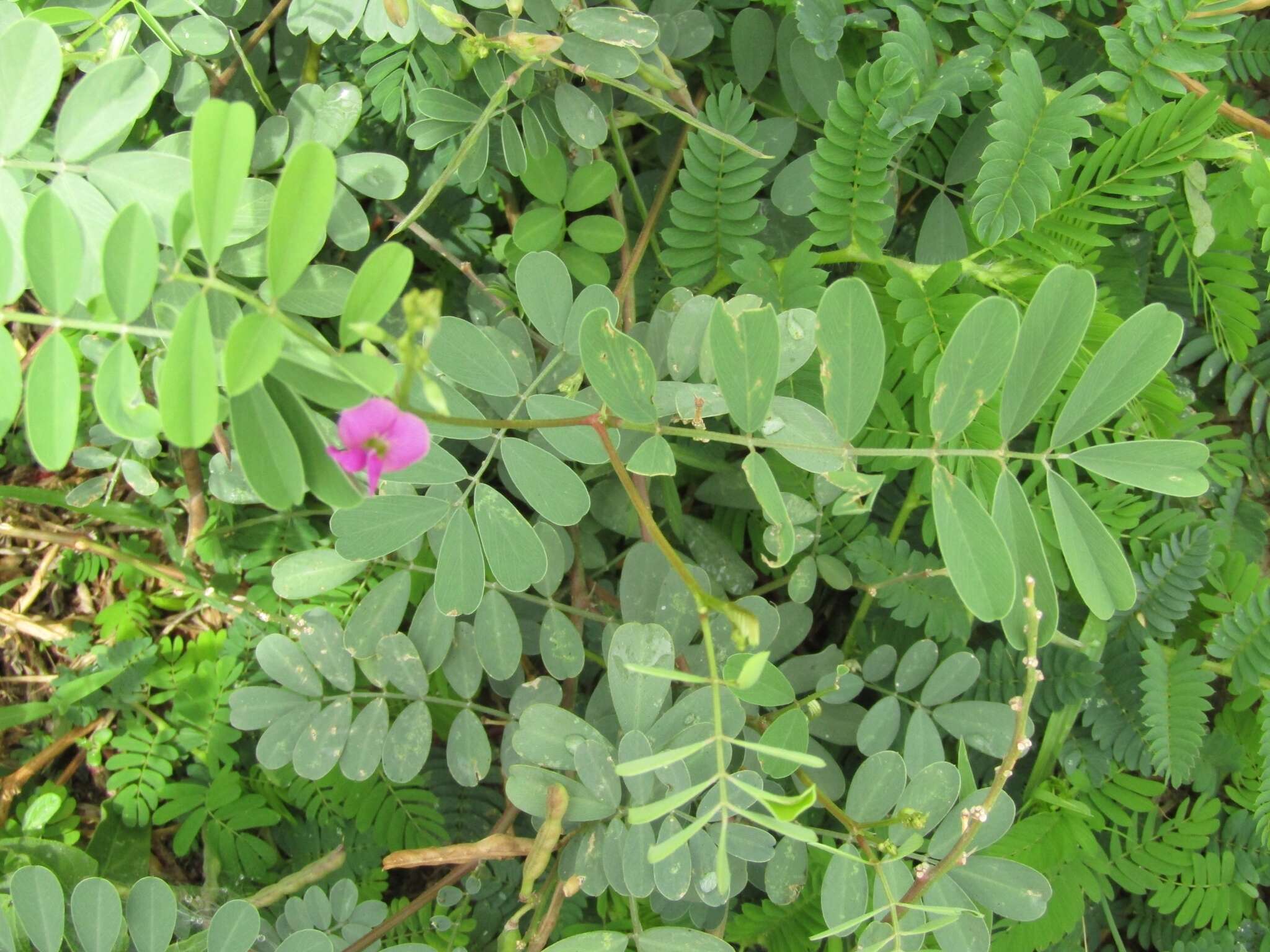 Image de Tephrosia purpurea (L.) Pers.