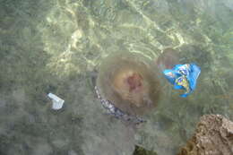 Image of Purplestriped jellyfishes