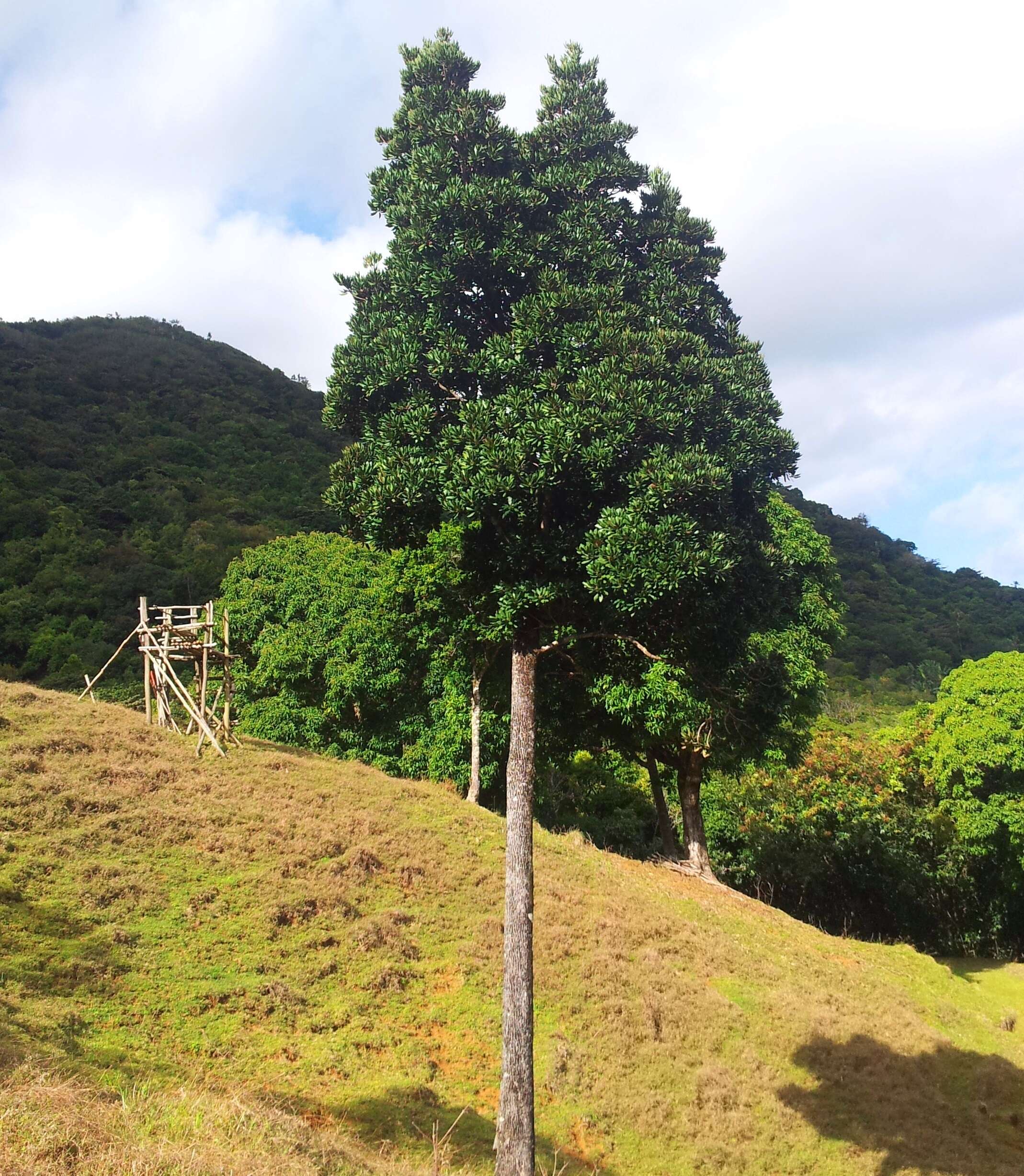 Image of Labourdonnaisia calophylloides Bojer