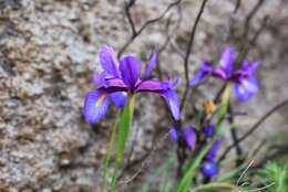 Image of Iris boissieri Henriq.