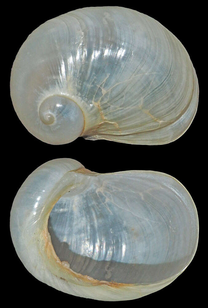 Imagem de Coriocella nigra Blainville 1824