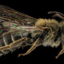 Image of Andrena cragini Cockerell 1899