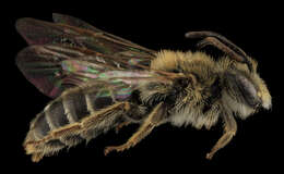 Image of Andrena cragini Cockerell 1899