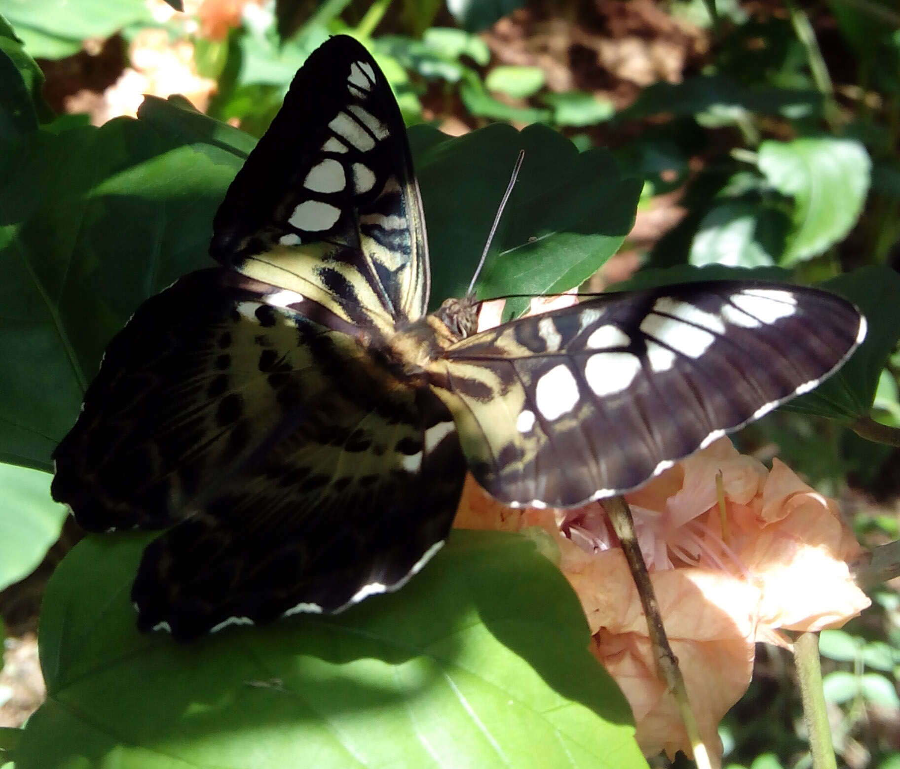 Imagem de Parthenos sylvia