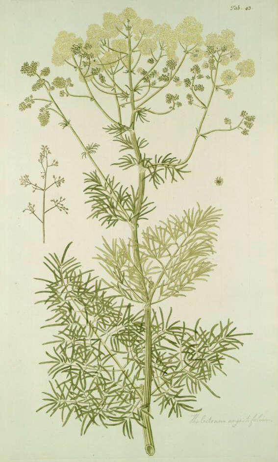 Image of Thalictrum lucidum L.