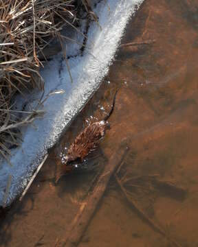 Image of muskrat