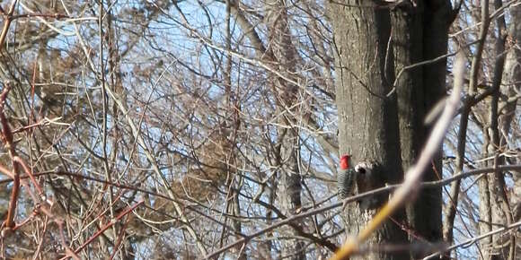 Image of Red-bellied Woodpecker