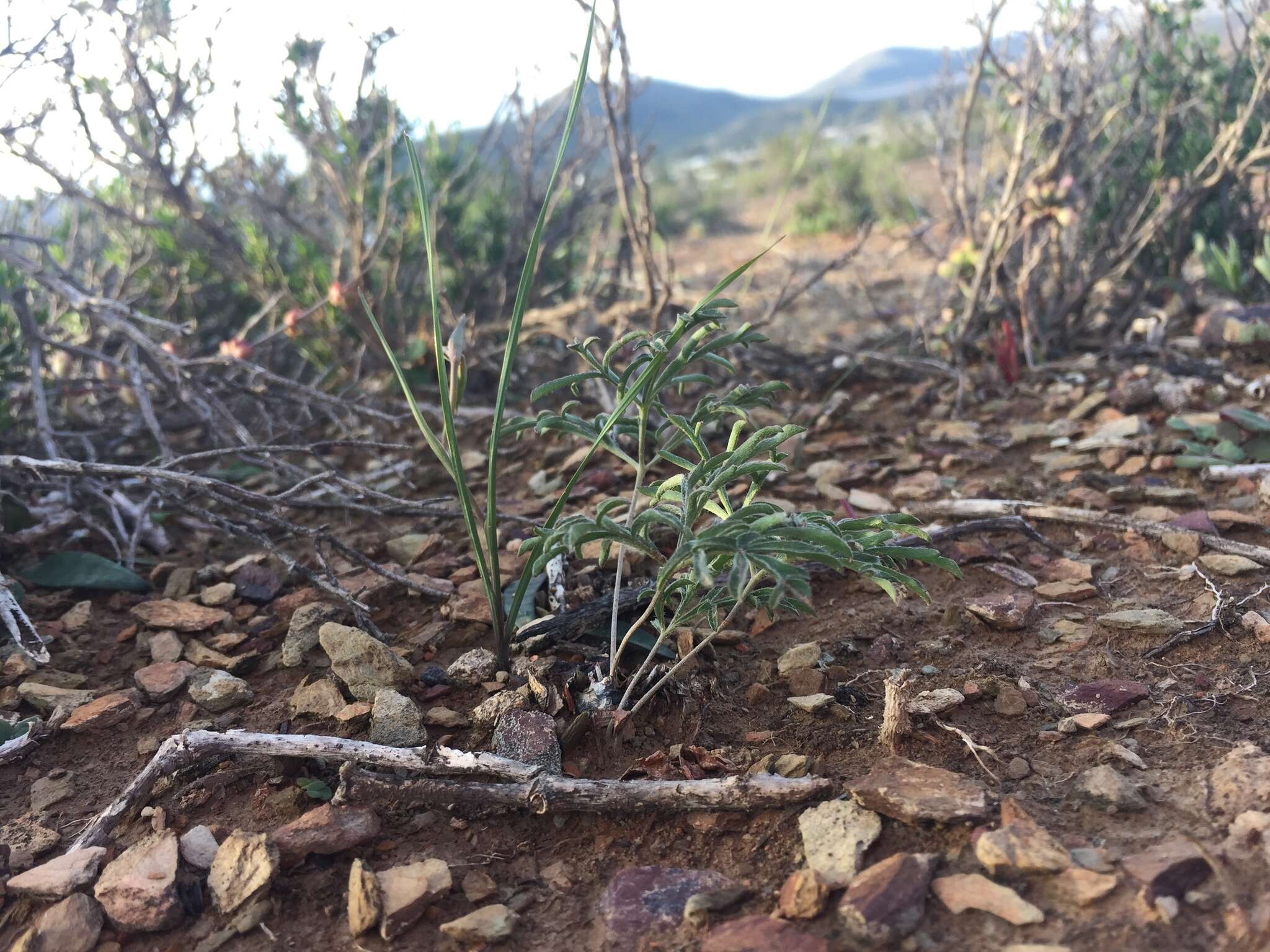 Image of Pelargonium luteolum N. E. Brown