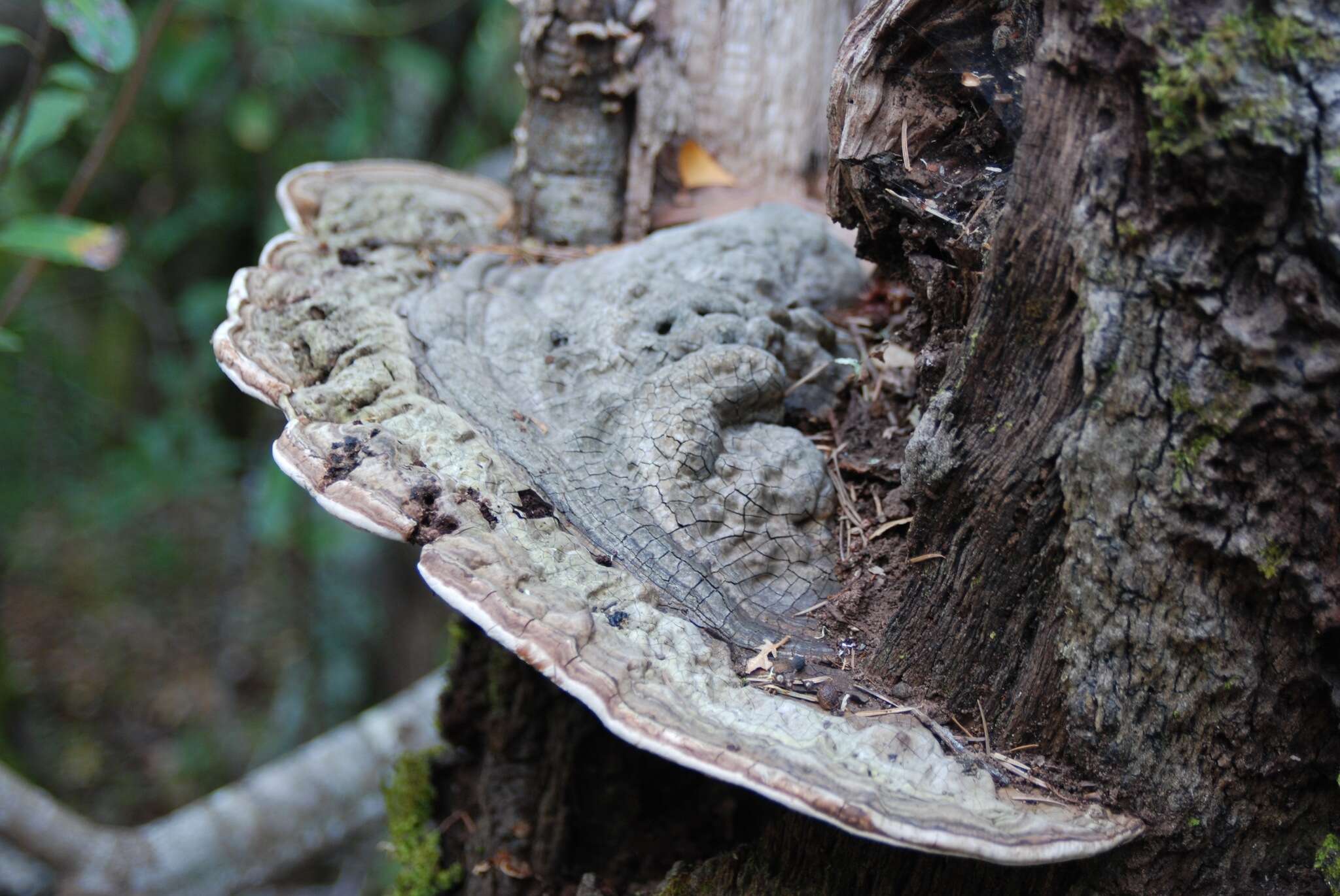 Image of Artist's fungus