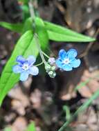 Omphalodes nitida (Willd.) Hoffmanns. & Link的圖片